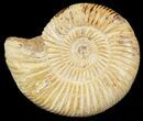 Perisphinctes Ammonite - Jurassic #46888-1